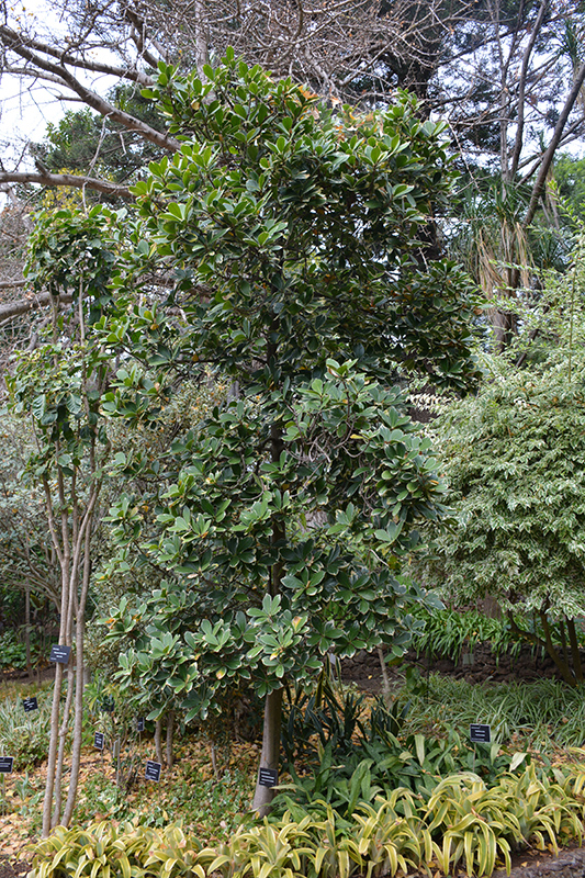 Variegated New Zealand Laurel (Corynocarpus laevigatus 'Variegata') at Green Thumb Nursery