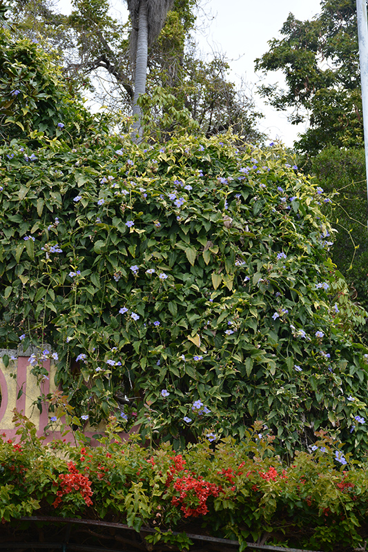 Blue Trumpet Vine (Thunbergia grandiflora) at Green Thumb Nursery