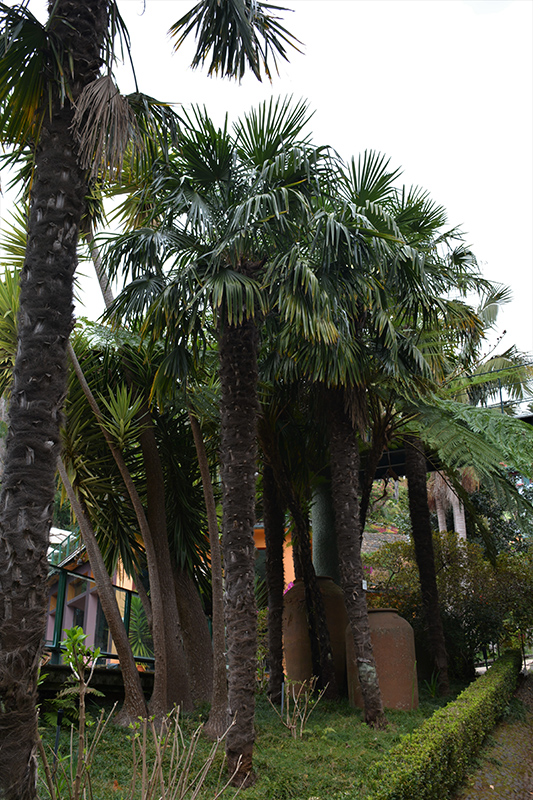 Windmill Palm (Trachycarpus fortunei) at Green Thumb Nursery