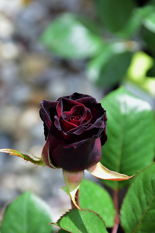 Black Baccara Rose (Rosa 'Black Baccara') at Green Thumb Nursery