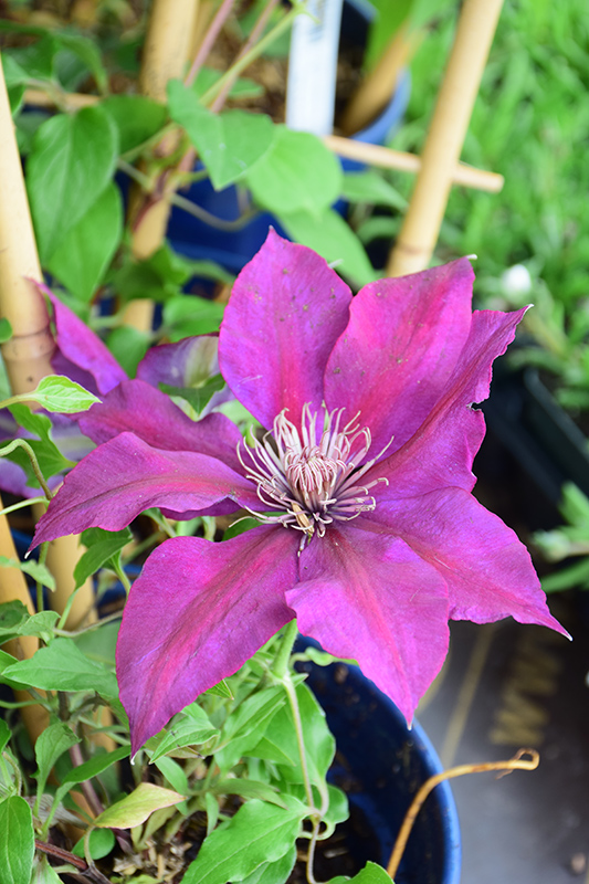 Picardy Clematis (Clematis 'Evipo024') at Green Thumb Nursery