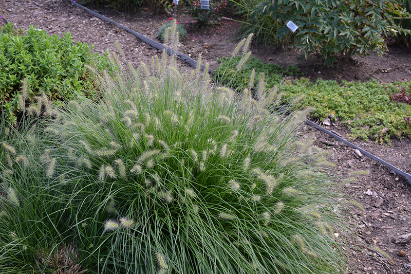 Little Bunny Dwarf Fountain Grass (Pennisetum alopecuroides 'Little Bunny') at Green Thumb Nursery