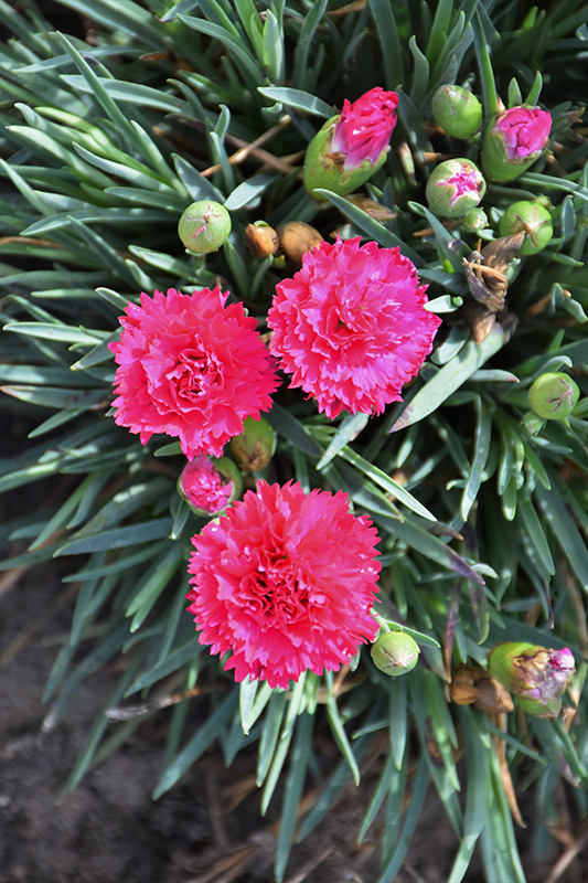 Fruit Punch Cranberry Cocktail Pinks (Dianthus 'Cranberry Cocktail') at Green Thumb Nursery