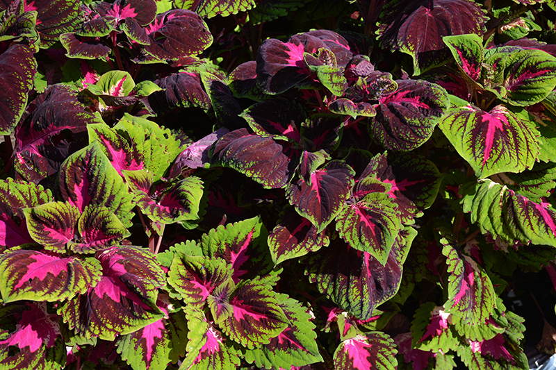 Kong Red Coleus (Solenostemon scutellarioides 'Kong Red') at Green Thumb Nursery