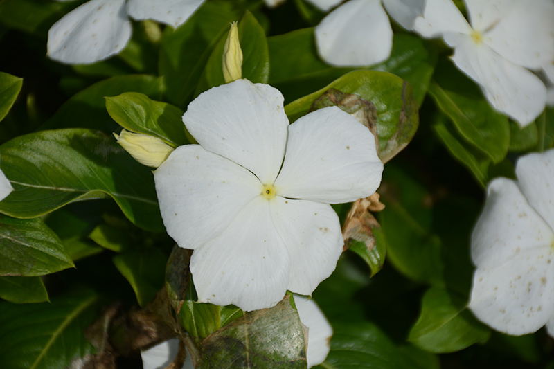 Cora XDR White (Catharanthus roseus 'Cora XDR White') at Green Thumb Nursery