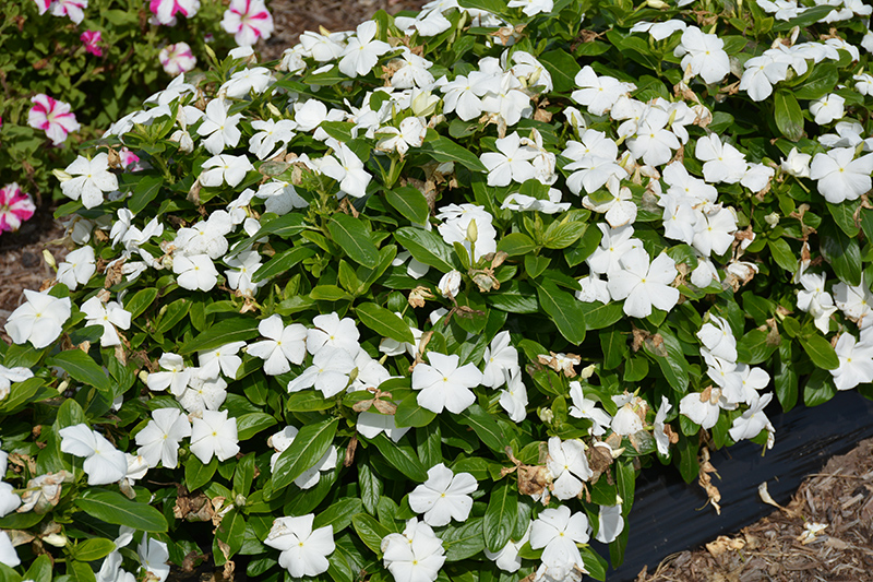 Cora XDR White (Catharanthus roseus 'Cora XDR White') at Green Thumb Nursery