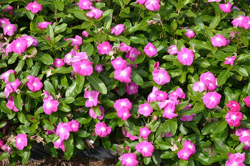 Cora XDR Orchid (Catharanthus roseus 'Cora XDR Orchid') at Green Thumb Nursery