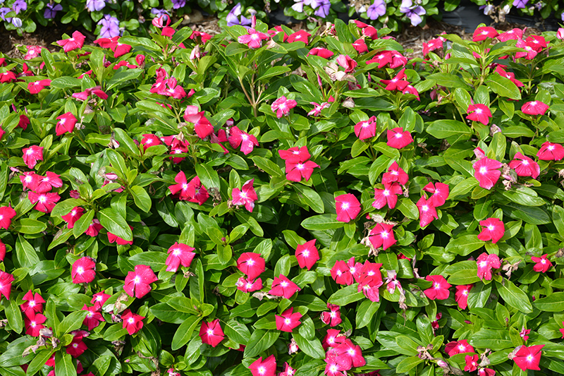 Cora XDR Cranberry (Catharanthus roseus 'Cora XDR Cranberry') at Green Thumb Nursery