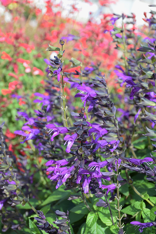 Purple & Bloom Sage (Salvia 'Purple & Bloom') at Green Thumb Nursery