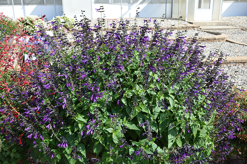 Purple & Bloom Sage (Salvia 'Purple & Bloom') at Green Thumb Nursery