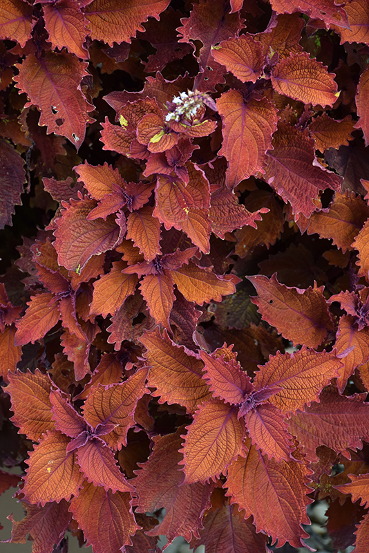 ColorBlaze Wicked Hot Coleus (Solenostemon scutellarioides 'Wicked Hot') at Green Thumb Nursery