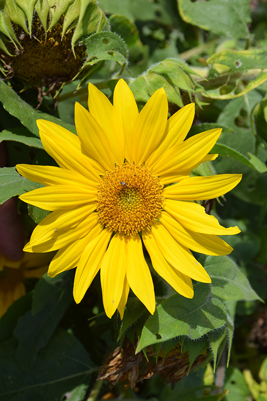 Suntastic Yellow with Clear Center Sunflower (Helianthus 'Suntastic Yellow with Clear Center') at Green Thumb Nursery