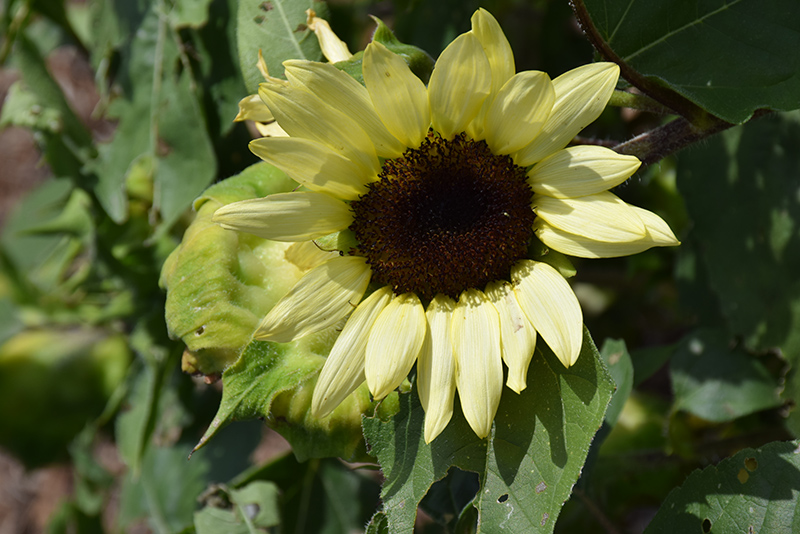 ProCut Lemon Sunflower (Helianthus annuus 'ProCut Lemon') at Green Thumb Nursery