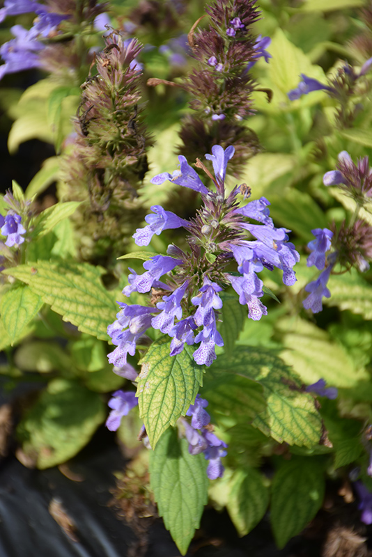 Prelude Blue Catmint (Nepeta subsessilis 'Balneplud') at Green Thumb Nursery