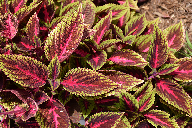 Ruby Road Coleus (Solenostemon scutellarioides 'Ruby Road') at Green Thumb Nursery