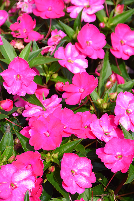 SunPatiens Vigorous Rose Pink New Guinea Impatiens (Impatiens 'SAKIMP052') at Green Thumb Nursery