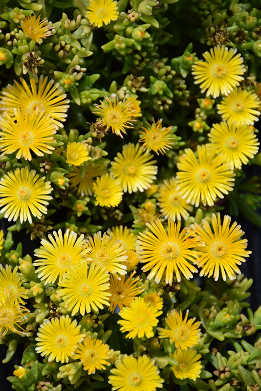 Suntropics Yellow Ice Plant (Delosperma 'Suntropics Yellow') at Green Thumb Nursery