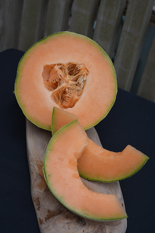Hale's Best Jumbo Cantaloupe (Cucumis melo var. cantalupensis 'Hale's Best Jumbo') at Green Thumb Nursery