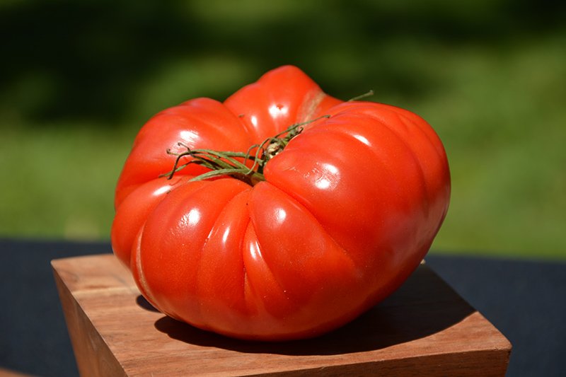 German Johnson Tomato (Solanum lycopersicum 'German Johnson') at Green Thumb Nursery