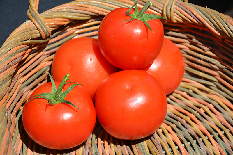Celebrity Tomato (Solanum lycopersicum 'Celebrity') at Green Thumb Nursery