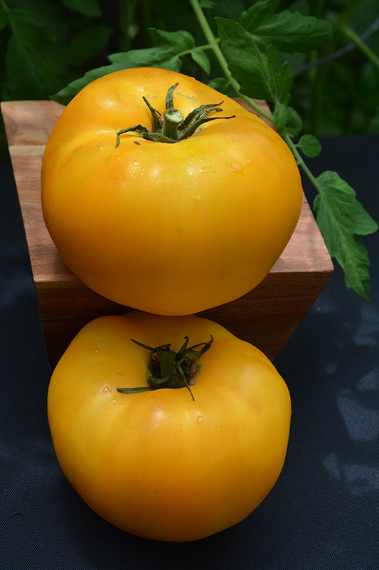 Brandywine Yellow Tomato (Solanum lycopersicum 'Brandywine Yellow') at Green Thumb Nursery