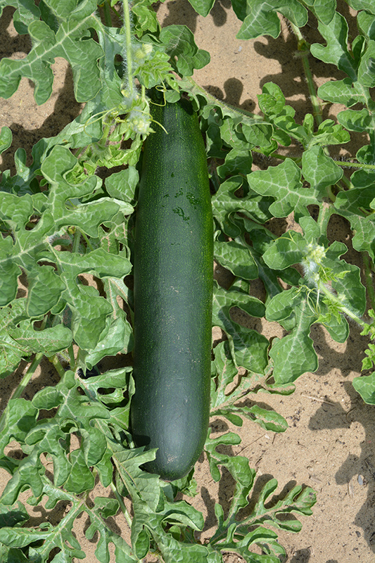 Burpee's Best Zucchini (Cucurbita pepo var. cylindrica 'Burpee's Best') at Green Thumb Nursery