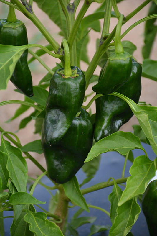 Poblano Pepper (Capsicum annuum 'Poblano') at Green Thumb Nursery