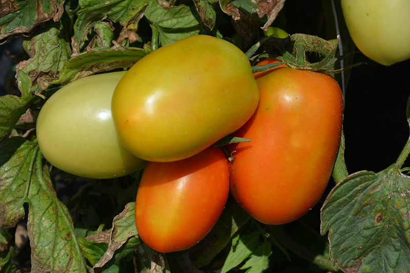 Roma VF Tomato (Solanum lycopersicum 'Roma VF') at Green Thumb Nursery