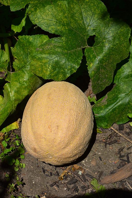 Cantaloupe Melon (Cucumis melo var. cantalupensis) at Green Thumb Nursery