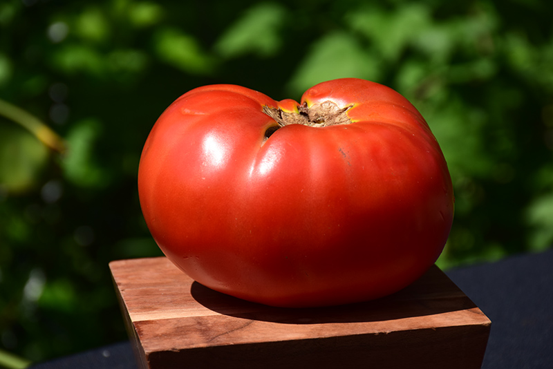 Brandywine Red Tomato (Solanum lycopersicum 'Brandywine Red') at Green Thumb Nursery