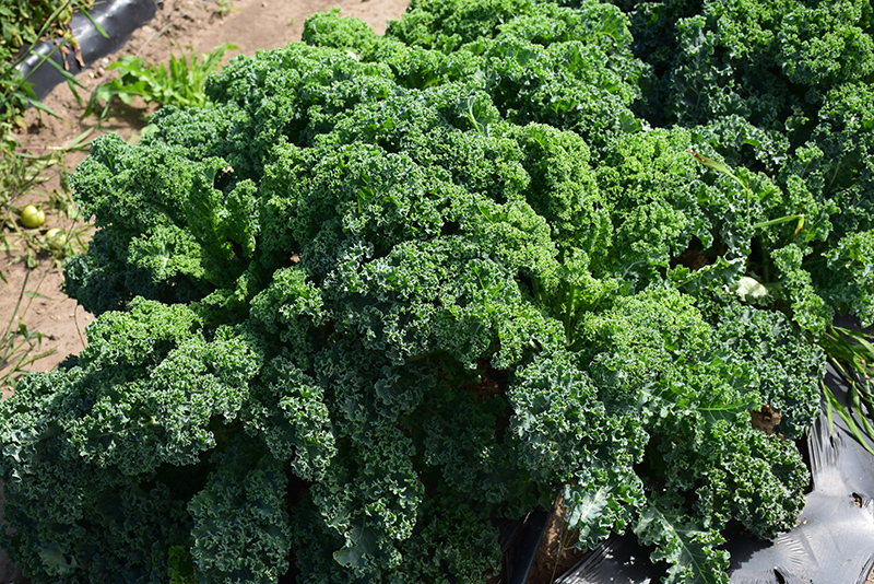 Kale (Brassica oleracea var. sabellica) at Green Thumb Nursery