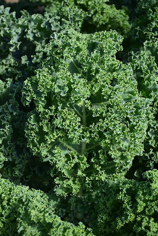 Kale (Brassica oleracea var. sabellica) at Green Thumb Nursery