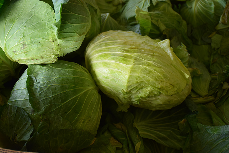 Big Flat Head Cabbage (Brassica oleracea var. capitata 'Big Flat Head') at Green Thumb Nursery