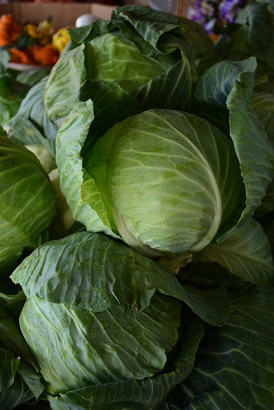 Copenhagen Market Cabbage (Brassica oleracea var. capitata 'Copenhagen Market') at Green Thumb Nursery