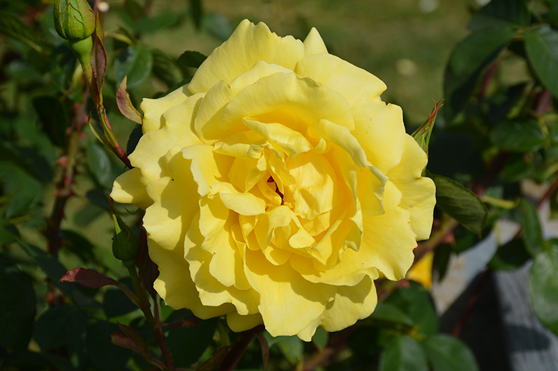 Mellow Yellow Rose (Rosa 'Mellow Yellow') at Green Thumb Nursery