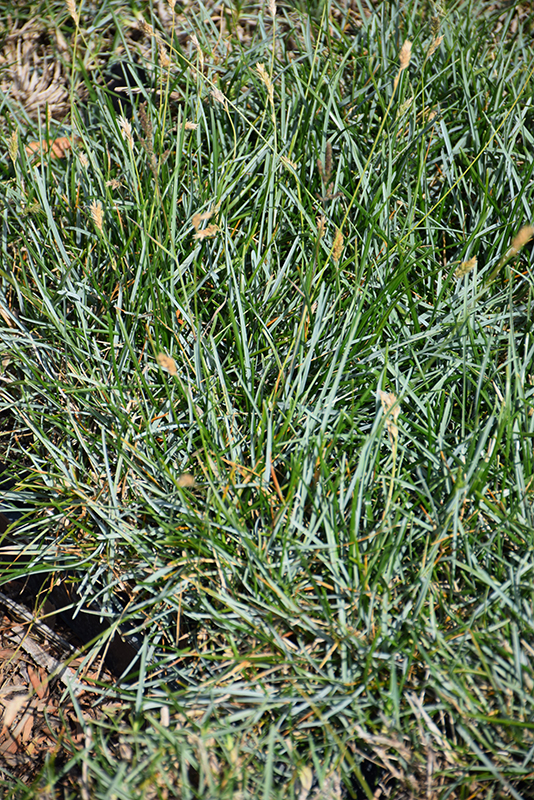 Blue Moor Grass (Sesleria caerulea) at Green Thumb Nursery