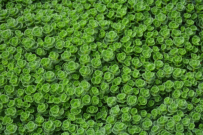 John Creech Stonecrop (Sedum spurium 'John Creech') at Green Thumb Nursery