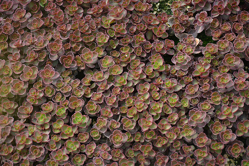 Bronze Carpet Stonecrop (Sedum spurium 'Bronze Carpet') at Green Thumb Nursery