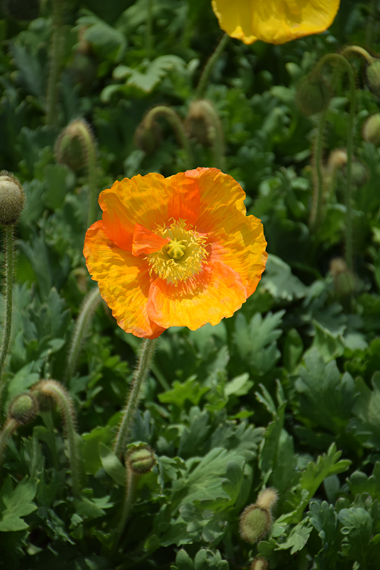 Champagne Bubbles Poppy (Papaver nudicaule 'Champagne Bubbles') at Green Thumb Nursery