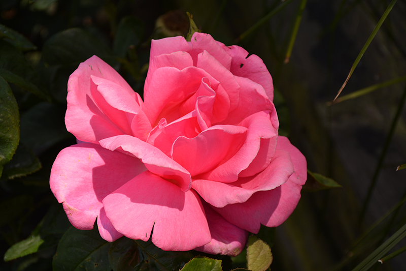 Perfume Delight Rose (Rosa 'Perfume Delight') at Green Thumb Nursery