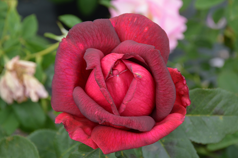 Oklahoma Rose (Rosa 'Oklahoma') at Green Thumb Nursery