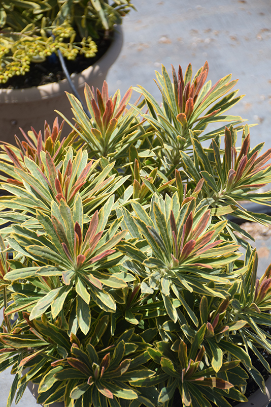 Ascot Rainbow Variegated Spurge (Euphorbia 'Ascot Rainbow') at Green Thumb Nursery