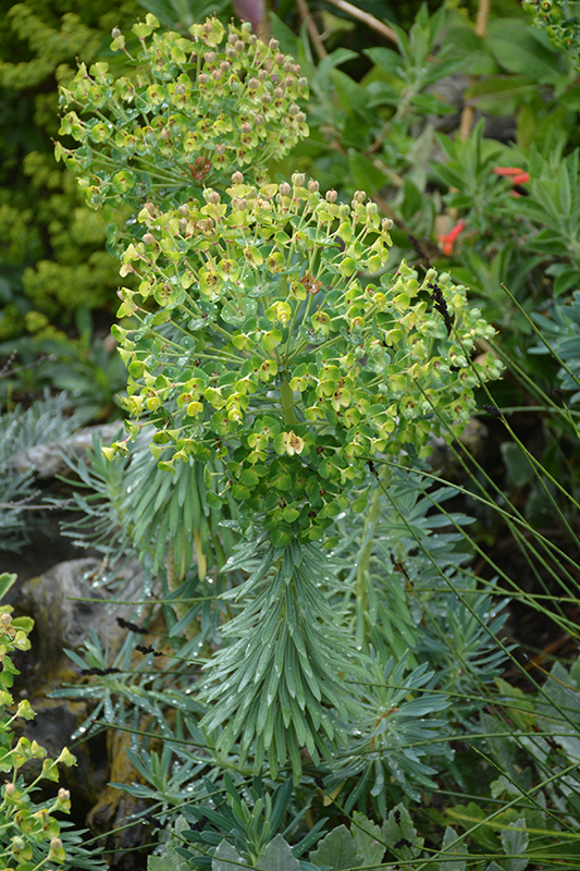 Wulfenii Mediterranean Spurge (Euphorbia characias ssp. wulfenii) at Green Thumb Nursery