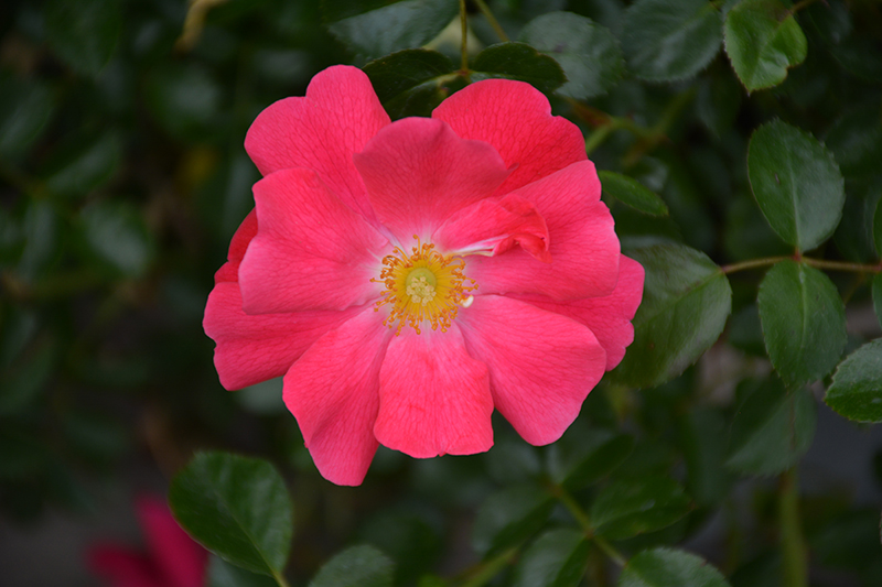 Flower Carpet Pink Supreme Rose (Rosa 'Flower Carpet Pink Supreme') at Green Thumb Nursery