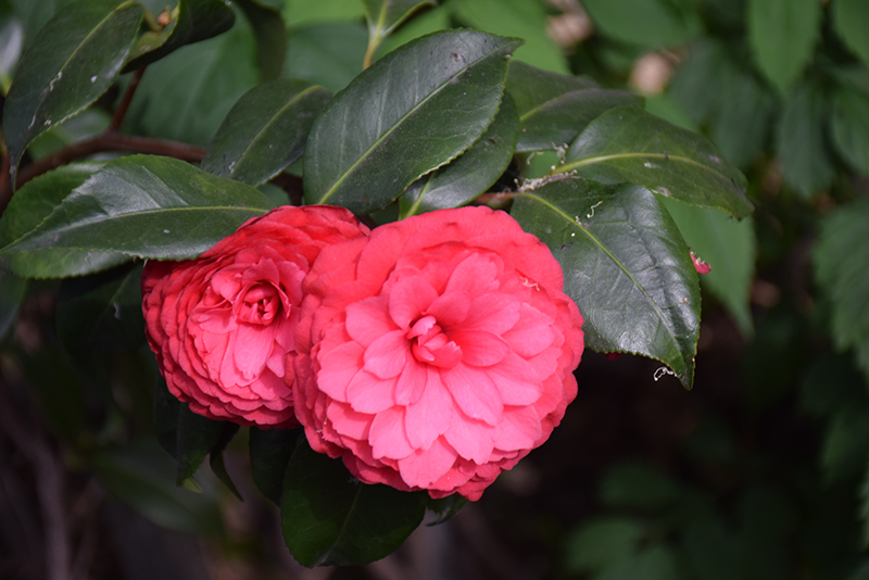 Colonel Firey Camellia (Camellia japonica 'Colonel Firey') at Green Thumb Nursery