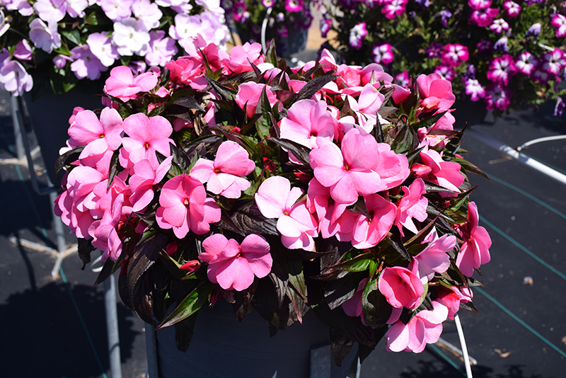 Sonic Light Pink New Guinea Impatiens (Impatiens 'Sonic Light Pink') at Green Thumb Nursery