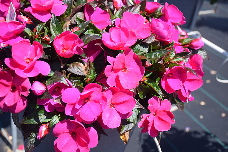 Sonic Lilac New Guinea Impatiens (Impatiens 'Sonic Lilac') at Green Thumb Nursery