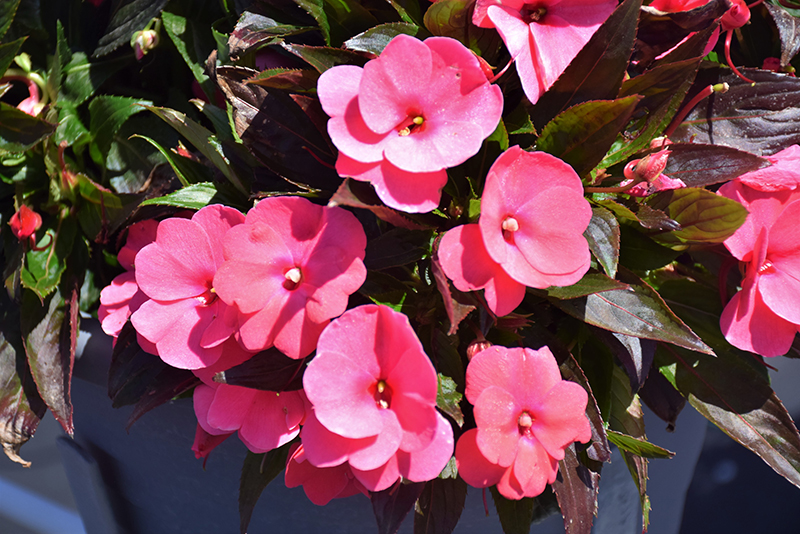 Sonic Pink New Guinea Impatiens (Impatiens 'Sonic Pink') at Green Thumb Nursery
