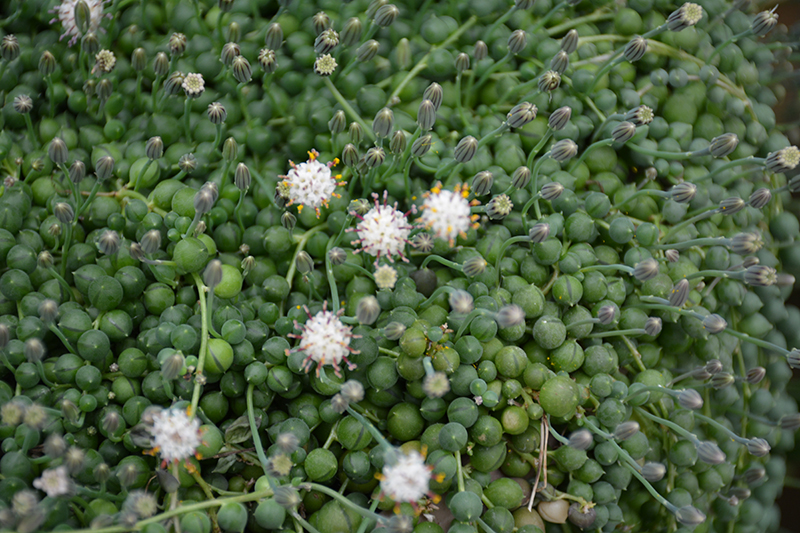 String Of Pearls (Senecio rowleyanus) at Green Thumb Nursery