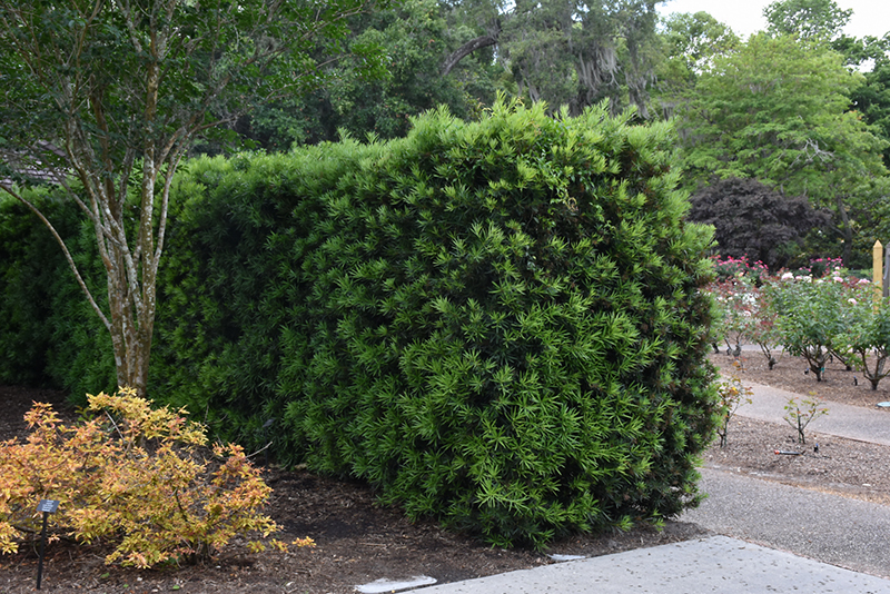 Shrubby Podocarpus (Podocarpus macrophyllus 'Maki') at Green Thumb Nursery